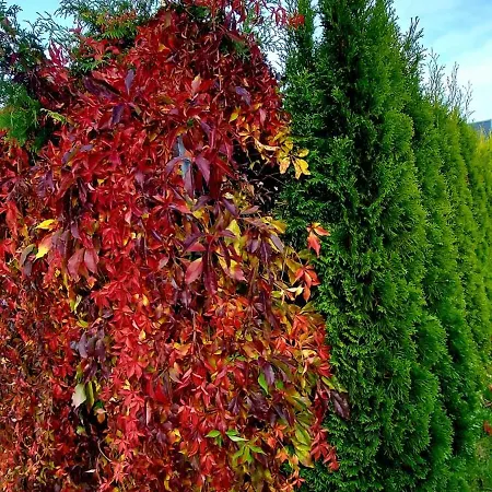 Corden Village ロッジ